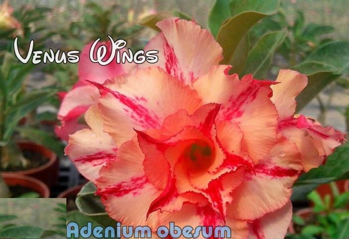 (image for) New Adenium \'Venus Wings\' 5 Seeds
